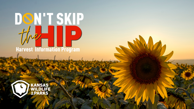 HIP Facebook Cover Sunflower