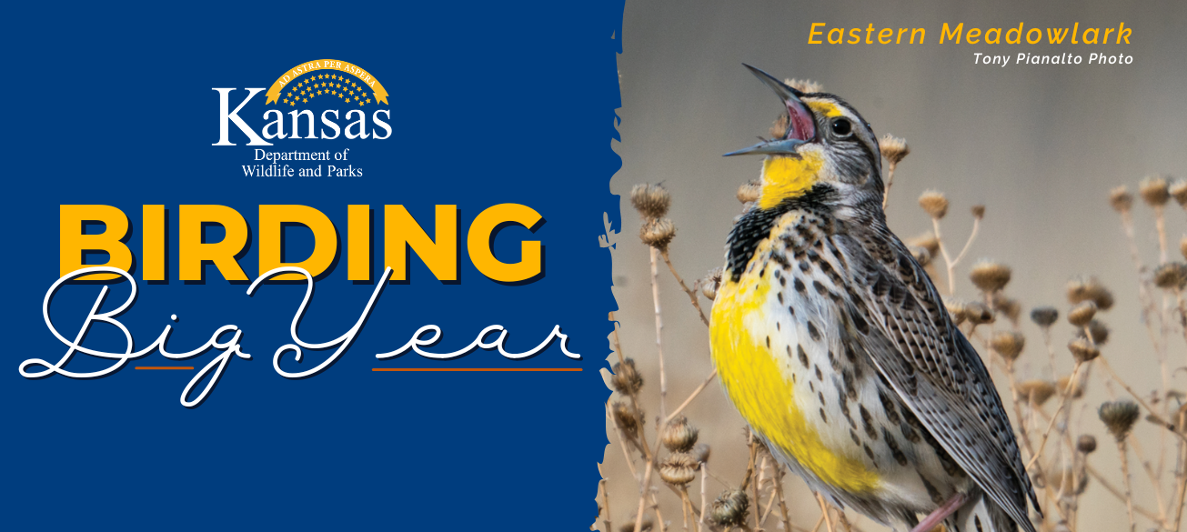 2025 Kansas Birding Big Year Results, 2026 Contest Announced