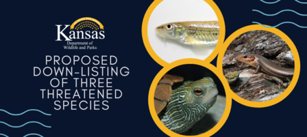 Banner for Kansas Department of Wildlife and Parks regarding proposed down-listing of three threatened species, with images of a fish, turtle, and skink. Banner for Kansas Department of Wildlife and Parks regarding proposed down-listing of three threatened species, with images of a fish, turtle, and skink.
