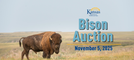 Public Invited to Bison Auction at Maxwell Wildlife Refuge on November 5 Public Invited to Bison Auction at Maxwell Wildlife Refuge on November 5