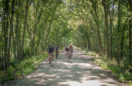 Four cyclists ride along a shaded dirt path beneath a canopy of tall green trees.