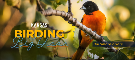 2022 Kansas Birding Big Year Results, 2023 Contest 2022 Kansas Birding Big Year Results, 2023 Contest