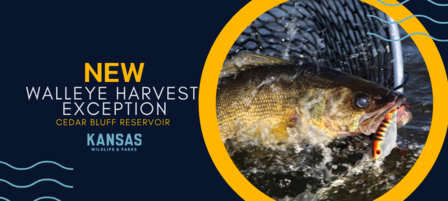 Change Enacted at Cedar Bluff to Improve Walleye Populations Change Enacted at Cedar Bluff to Improve Walleye Populations