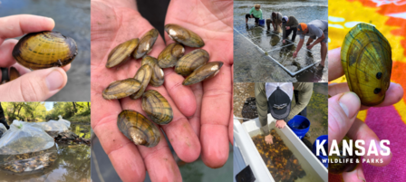 KDWP Successfully Stocks Two Protected Species Back into Kansas Waters KDWP Successfully Stocks Two Protected Species Back into Kansas Waters