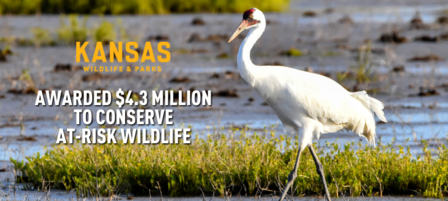 KDWP to Receive $4.3 Million in Grants to Conserve At-risk Wildlife