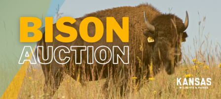 Public Invited to Bison Auction at Maxwell Wildlife Refuge on November 1 Public Invited to Bison Auction at Maxwell Wildlife Refuge on November 1