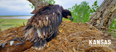 KDWP Expands Three-year Research Study of Bald Eagles in Kansas