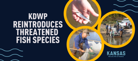 KDWP Staff Successfully Re-introduce Threatened Fish Species KDWP Staff Successfully Re-introduce Threatened Fish Species