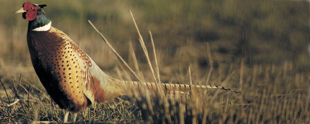 KANSAS PHEASANTS FOREVER STATE HABITAT MEETING FEB. 12 KANSAS PHEASANTS FOREVER STATE HABITAT MEETING FEB. 12