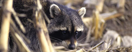 FURBEARER RUNNING SEASON BEGINS MARCH 1