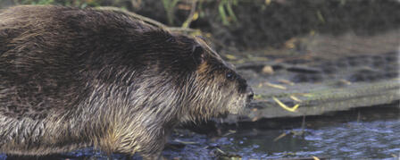 MINED LAND WILDLIFE AREA TO HOST FURHARVESTING WORKSHOP MINED LAND WILDLIFE AREA TO HOST FURHARVESTING WORKSHOP