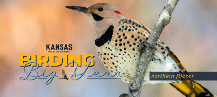 2021 Birding Big Year Results, 2022 Contest 2021 Birding Big Year Results, 2022 Contest