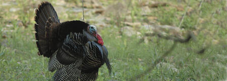 KANSAS WETLANDS EDUCATION CENTER TO HOST TURKEY SEMINAR KANSAS WETLANDS EDUCATION CENTER TO HOST TURKEY SEMINAR
