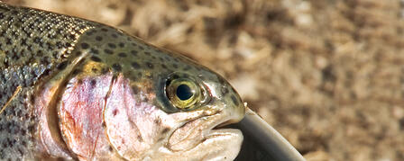WINTER WEATHER HELPS ANGLERS TACKLE TROUT WINTER WEATHER HELPS ANGLERS TACKLE TROUT