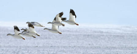 LATE WINTER HUNTERS GET THE GOOSE LATE WINTER HUNTERS GET THE GOOSE