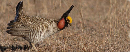 PRAIRIE CHICKENS DANCE TO RHYTHM OF SPRING PRAIRIE CHICKENS DANCE TO RHYTHM OF SPRING