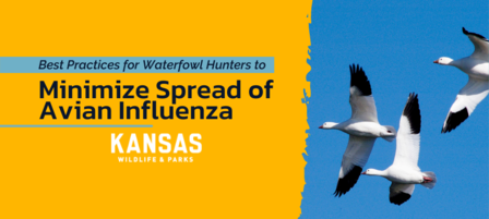 KDWP Cautions Light Goose Hunters to Be Vigilant as Avian Influenza Cases Rise KDWP Cautions Light Goose Hunters to Be Vigilant as Avian Influenza Cases Rise