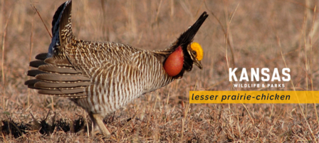 Aerial Surveys to Document Lesser Prairie-Chicken Population Trends Aerial Surveys to Document Lesser Prairie-Chicken Population Trends