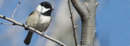 DON’T FORGET WILDLIFE AS TAX DEADLINE APPROACHES DON’T FORGET WILDLIFE AS TAX DEADLINE APPROACHES