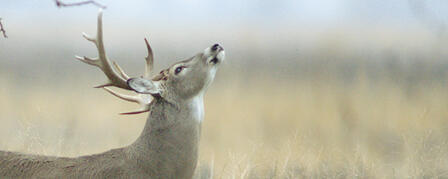 2011 NONRESIDENT DEER APPLICATION DEADLINE APRIL 29 2011 NONRESIDENT DEER APPLICATION DEADLINE APRIL 29