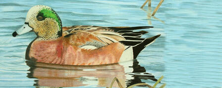 WICHITA YOUTH WINS JUNIOR DUCK STAMP CONTEST WICHITA YOUTH WINS JUNIOR DUCK STAMP CONTEST