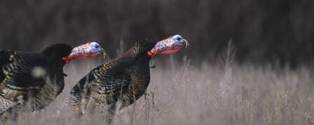 SPRINGTIME REMINDER FOR TURKEY HUNTERS — SAFETY FIRST SPRINGTIME REMINDER FOR TURKEY HUNTERS — SAFETY FIRST