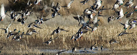 K-STATE DUCKS UNLIMITED CHAPTER IN “SWEET 16” NATIONALLY K-STATE DUCKS UNLIMITED CHAPTER IN “SWEET 16” NATIONALLY