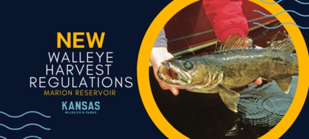 Walleye Harvest Regulations Adjusted at Marion Reservoir as Part of 4-Year Study