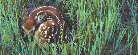 SPRINGTIME CAUTION: LEAVE YOUNG WILDLIFE ALONE SPRINGTIME CAUTION: LEAVE YOUNG WILDLIFE ALONE