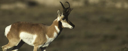 ANTELOPE, ELK SEASON DATES SET