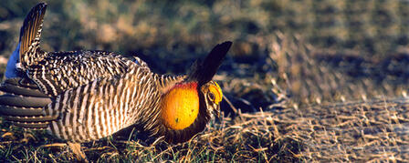 THE 29TH PRAIRIE GROUSE TECHNICAL COUNCIL IN HAYS OCT. 4-6 THE 29TH PRAIRIE GROUSE TECHNICAL COUNCIL IN HAYS OCT. 4-6
