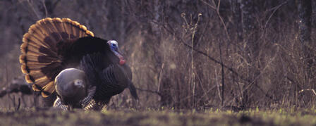 FLINT HILLS GOBBLERS BANQUET AND AUCTION JUNE 18