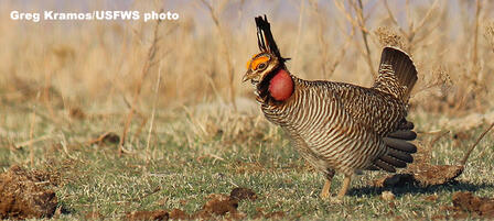 KDWPT Maintains Key Role in Lesser Prairie Chicken Conservation Despite Proposed Federal Listing KDWPT Maintains Key Role in Lesser Prairie Chicken Conservation Despite Proposed Federal Listing