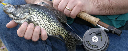 SHALLOW WATER CRAPPIE EVERYMAN’S GAME SHALLOW WATER CRAPPIE EVERYMAN’S GAME