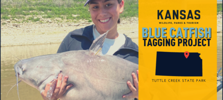 Blue Catfish Tagging Project Continues at Tuttle Creek Reservoir Blue Catfish Tagging Project Continues at Tuttle Creek Reservoir