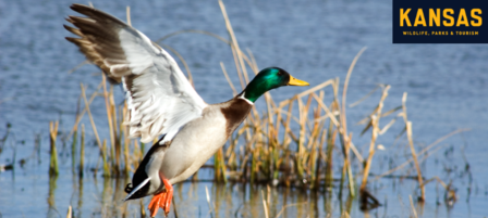 Commission Approves Waterfowl Regulations on Select Public Lands Commission Approves Waterfowl Regulations on Select Public Lands