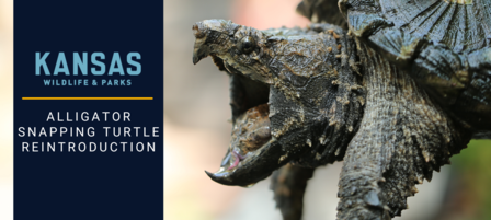 KDWP Partners with Missouri State University to Reintroduce Alligator Snapping Turtles to Kansas Waters KDWP Partners with Missouri State University to Reintroduce Alligator Snapping Turtles to Kansas Waters