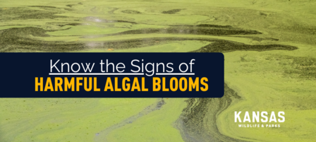Outdoor Enthusiasts, Pet Owners Encouraged to Avoid Harmful Algal Blooms Outdoor Enthusiasts, Pet Owners Encouraged to Avoid Harmful Algal Blooms