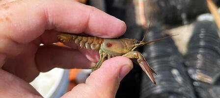 Researchers Discover Undocumented Crayfish Species in Kansas Researchers Discover Undocumented Crayfish Species in Kansas