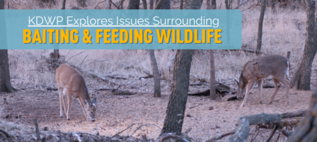 Kansas Department of Wildlife and Parks to Explore Issues Surrounding Baiting Wildlife Kansas Department of Wildlife and Parks to Explore Issues Surrounding Baiting Wildlife