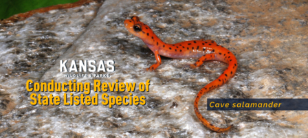 KDWP to Conduct Five-Year Review of State Listed Species KDWP to Conduct Five-Year Review of State Listed Species