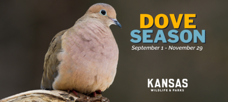 KDWP Offering New Interactive Mapping Tool to Locate Fields for Dove Hunting KDWP Offering New Interactive Mapping Tool to Locate Fields for Dove Hunting