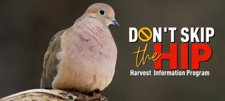 KDWP Biologists Seek Help From Migratory Game Bird Hunters KDWP Biologists Seek Help From Migratory Game Bird Hunters
