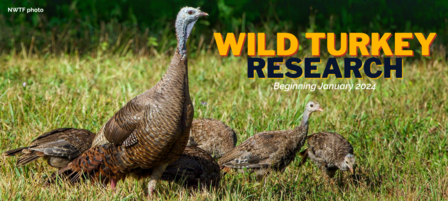 KDWP, National Wild Turkey Federation to Fund Wild Turkey Research at Kansas State University KDWP, National Wild Turkey Federation to Fund Wild Turkey Research at Kansas State University