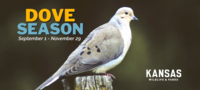 Fields Managed Specifically for Dove Hunting Now Open