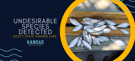 Biologists Detect Undesirable Species at Scott State Fishing Lake Biologists Detect Undesirable Species at Scott State Fishing Lake