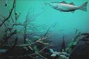 Aquatic diorama