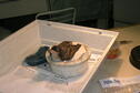 Baby bird rehab