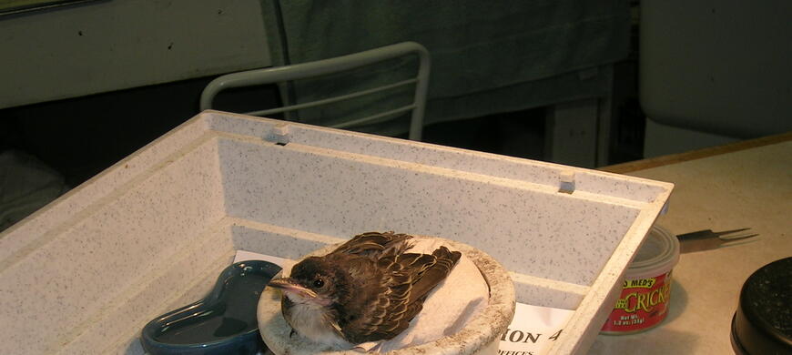 Baby bird rehab