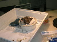 Baby bird rehab
